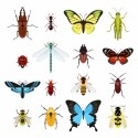 Insects