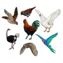 Birds